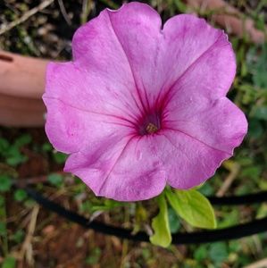 Meet your Posher, Savannah